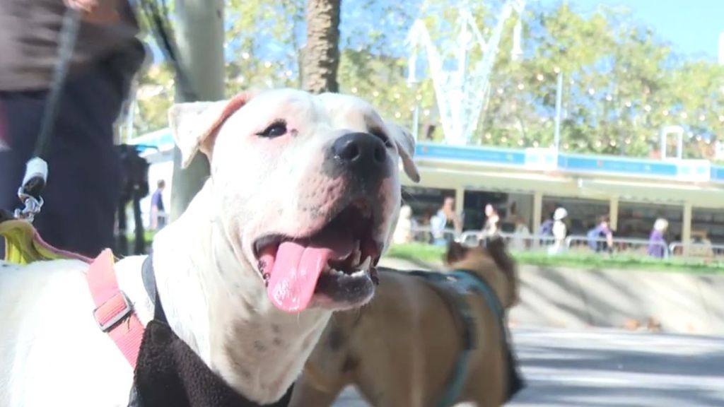 La posibilidad de la implantación de un impuesto sobre las mascotas trae consigo polémica