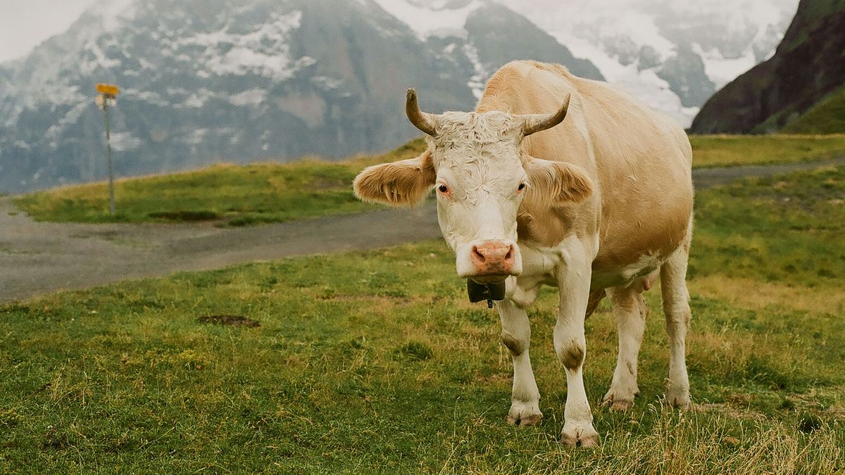 vaca unsplash