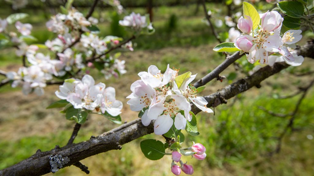 Manzanos en flor