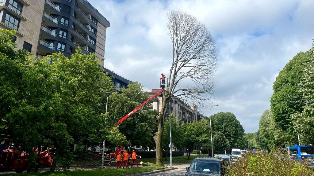 Operarios apean por seguridad un tilo de la Avenida Tolosa de Donostia, el pasado verano