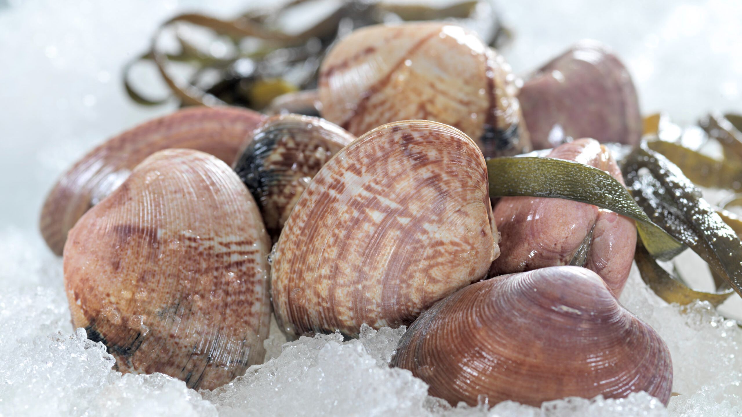 Almeja rubia. FUENTE: O Percebeiro