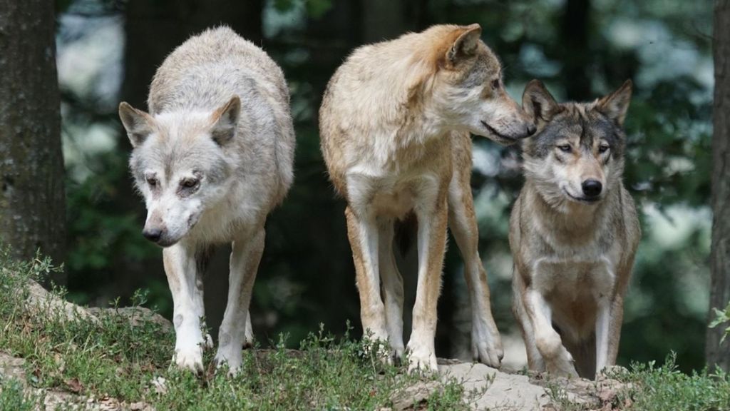 Una manada de lobos mata a 17 ovejas en El Escorial tras tres ataques en dos semanas