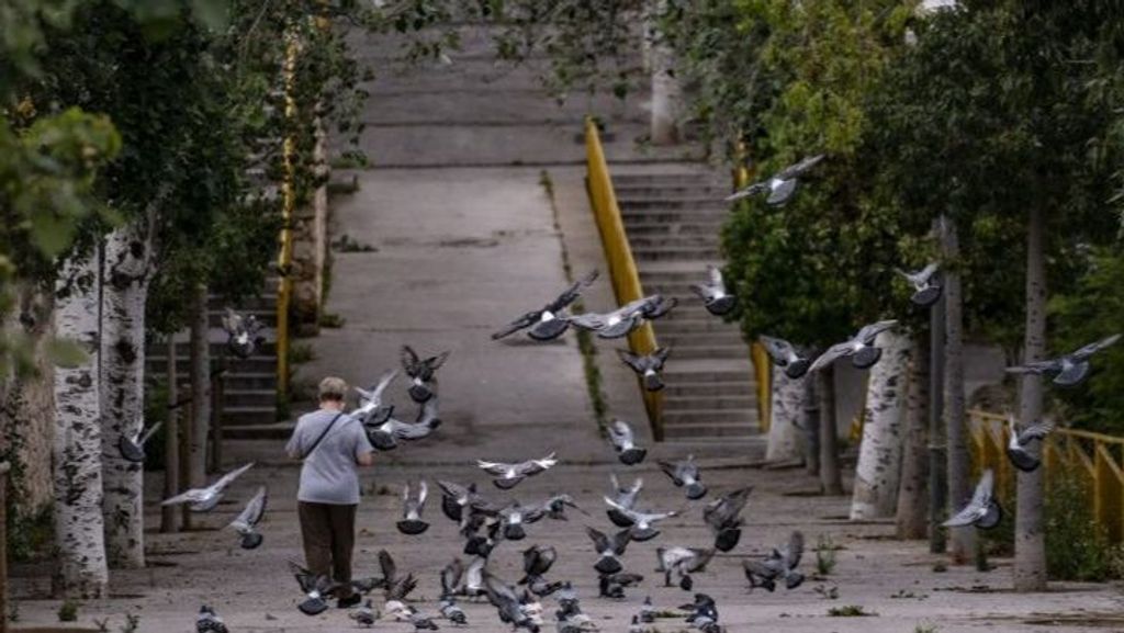 El problema de la sobrepoblación de palomas en Barcelona