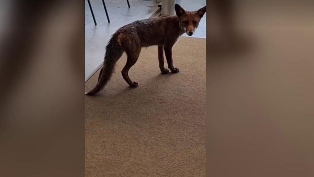 LeBron, el zorro de Ourense: un año colándose en un hotel para cenar