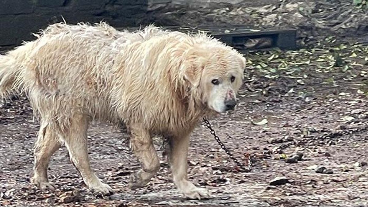 Denuncian al propietario de un perro en Ger, Girona: "Está encadenado día y noche"