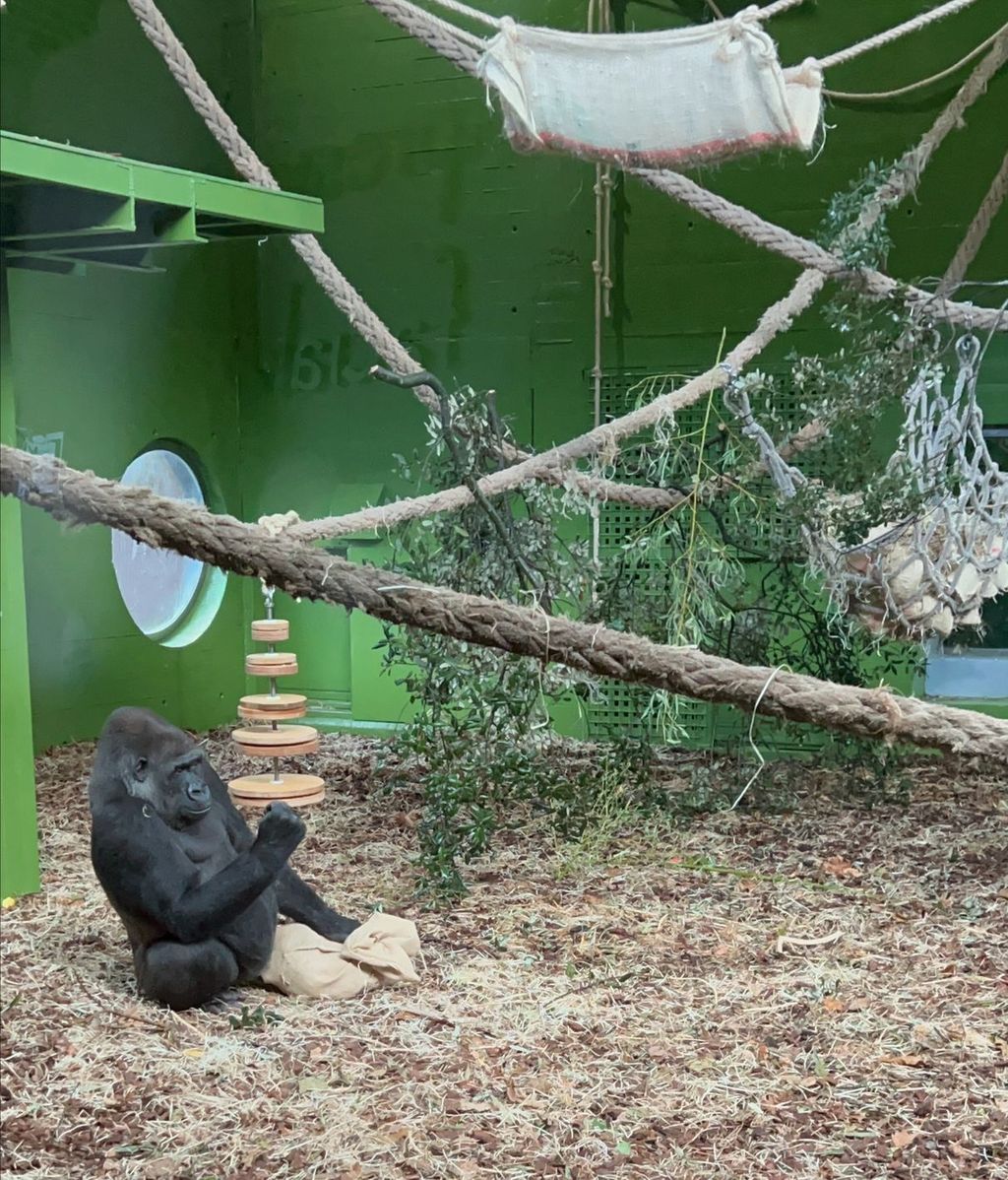 Gorila del Parque de Cabárceno