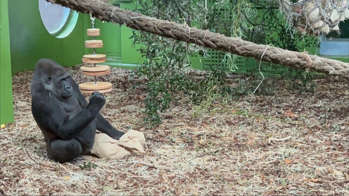 Moja, una gorila del Parque de Cabárceno