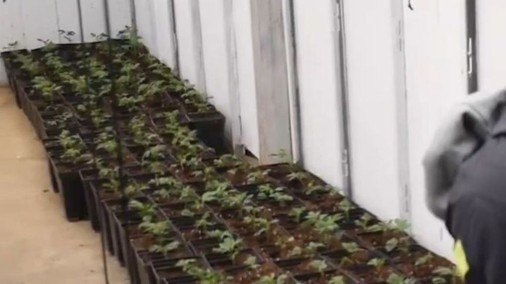 Plantaciones de marihuana en Girona