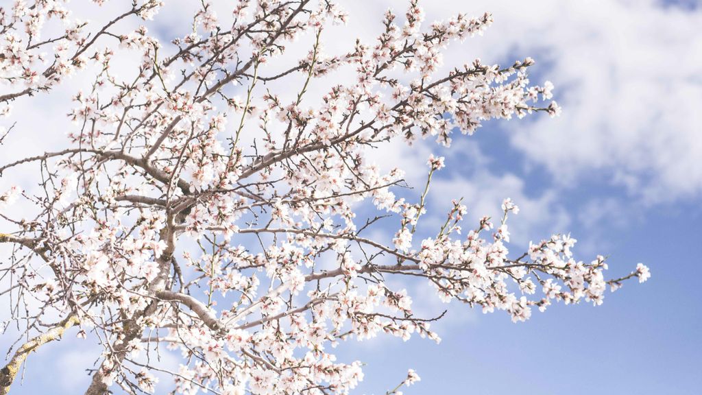 almendros en flor tejeda unsplash