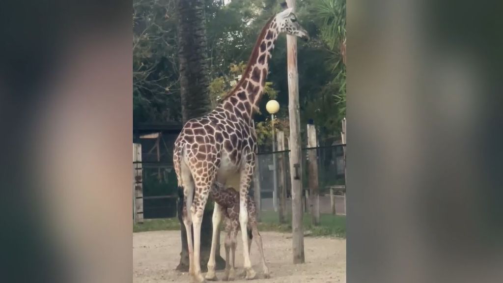 La jirafa "Castilla" vuelve a ser madre en el Zoobotánico de Jerez