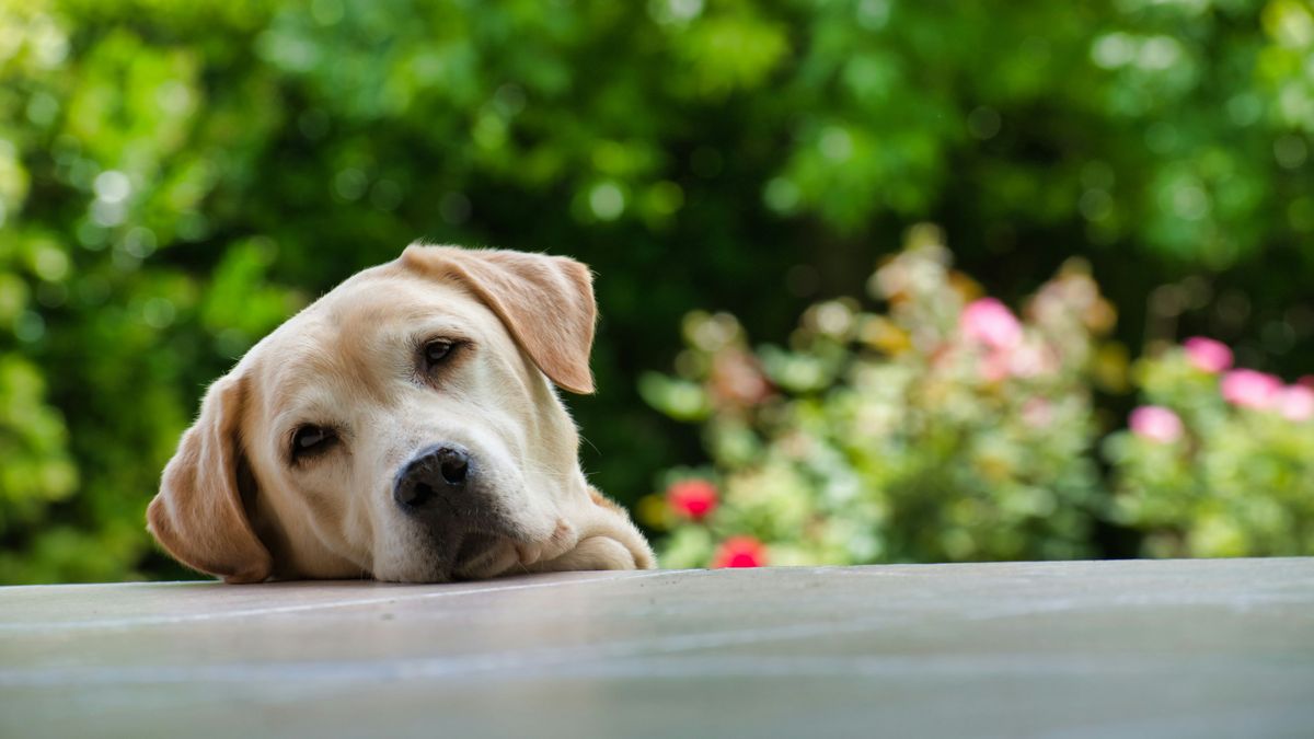 Si se tienen perros, hay que tener cuidado con las plantas que se escogen