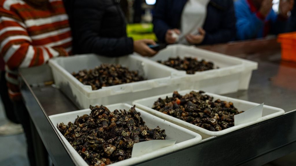 Subasta de percebes en la lonja de O Grove, Pontevedra