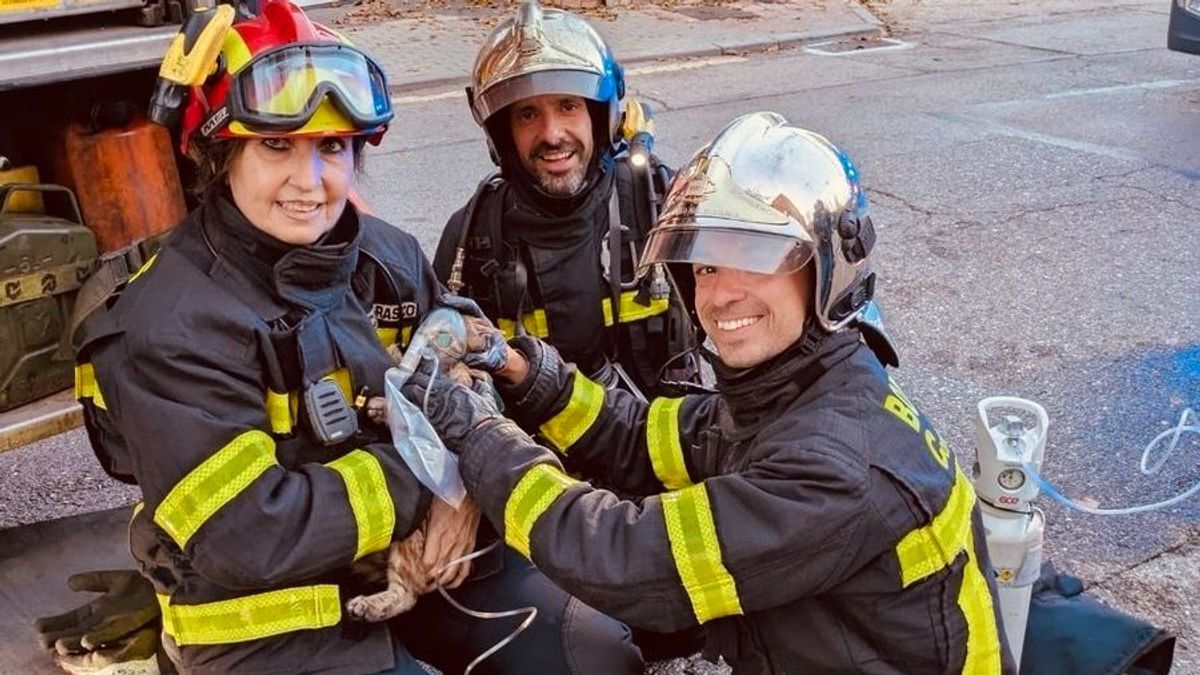 Efetivos de bomberos atienden a uno de los gatos intoxicados por el incendio