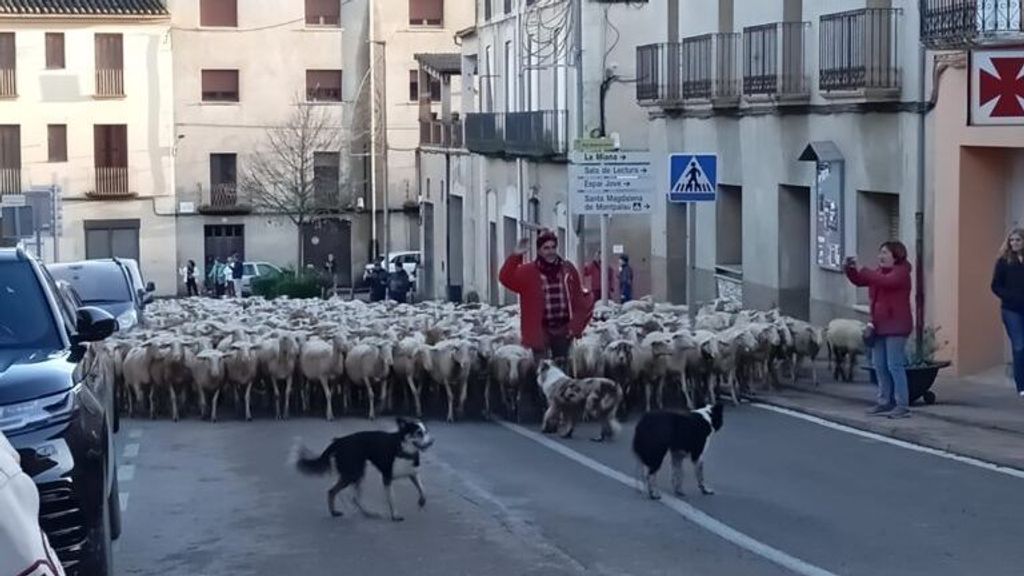 El último pastoreo de Jordi, ovacionado con su rebaño por las calles de Sant Jaume de Llierca