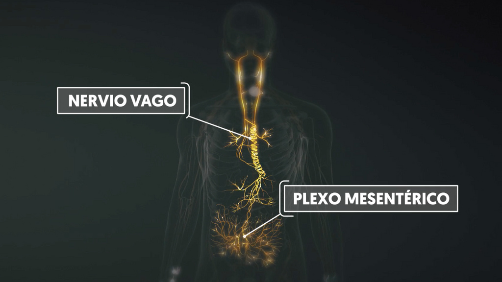 the vagus nerve