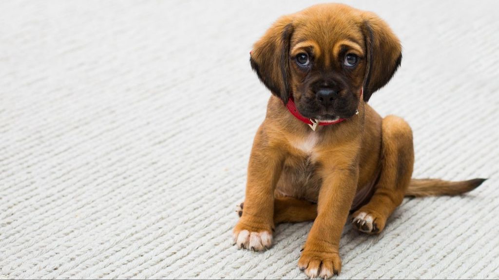 Un cachorrito sentado