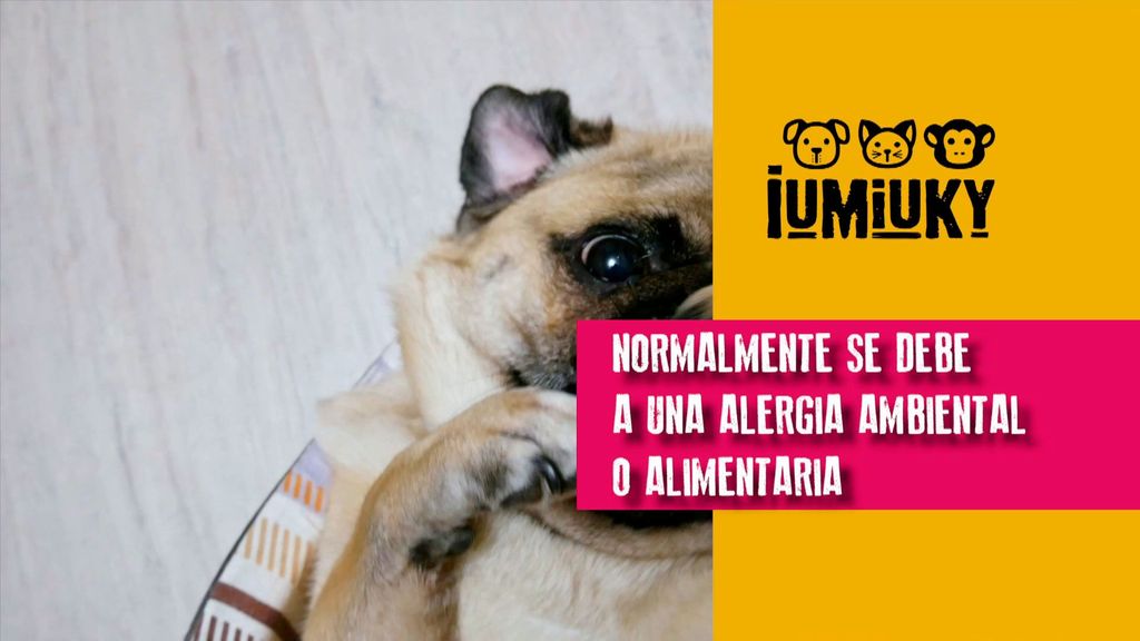 Lamerse las patas Iumiuky Temporada 3 Programa 246