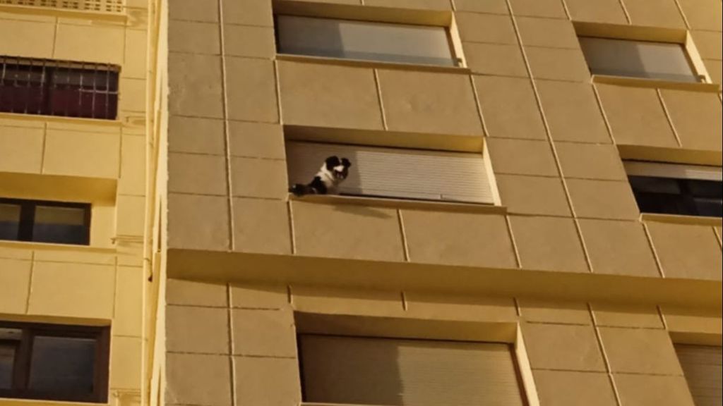 Perro atrtapado en el poyete exterior de una ventana de Cádiz