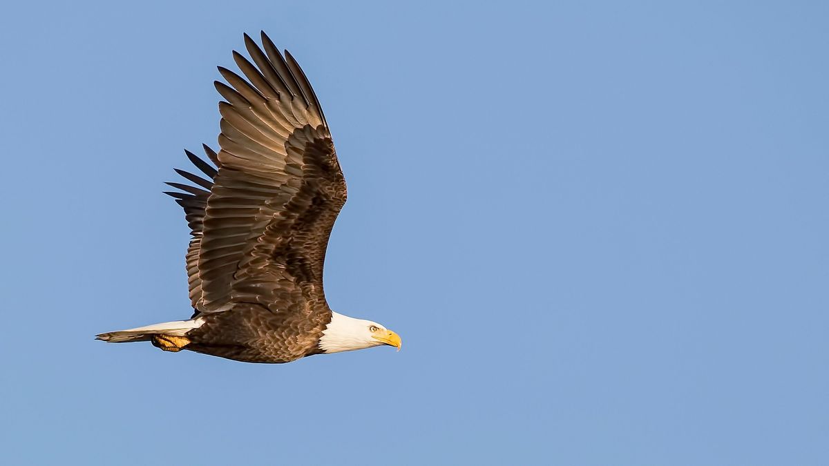 aguila calva unsplash