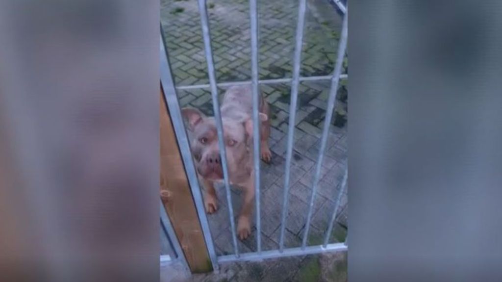 Las incidencias por la tenencia de perros american bully xl en Reino Unido, en aumento