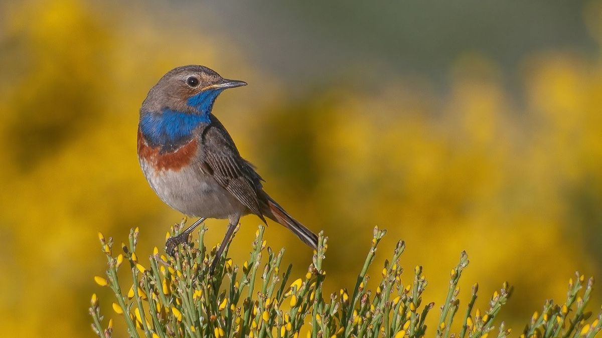 El ruiseñor pechiazul, uno de los candidatos a Ave del Año 2025 por SEO/BirdLife.