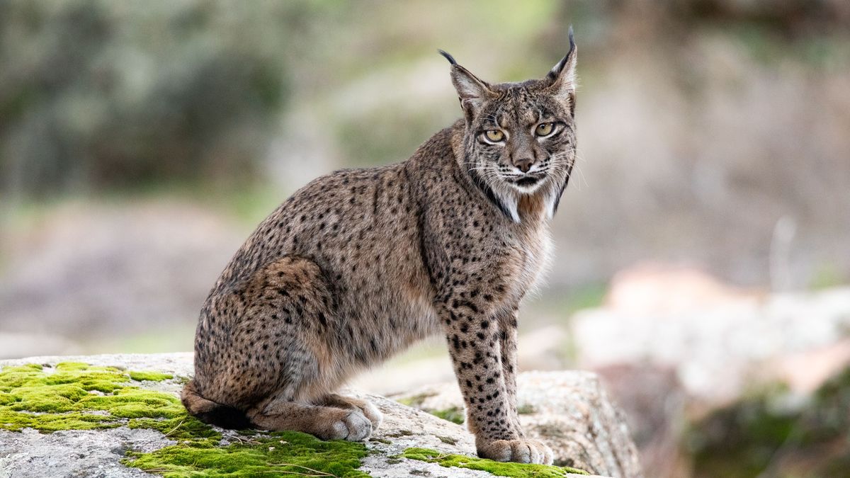 Lince ibérico