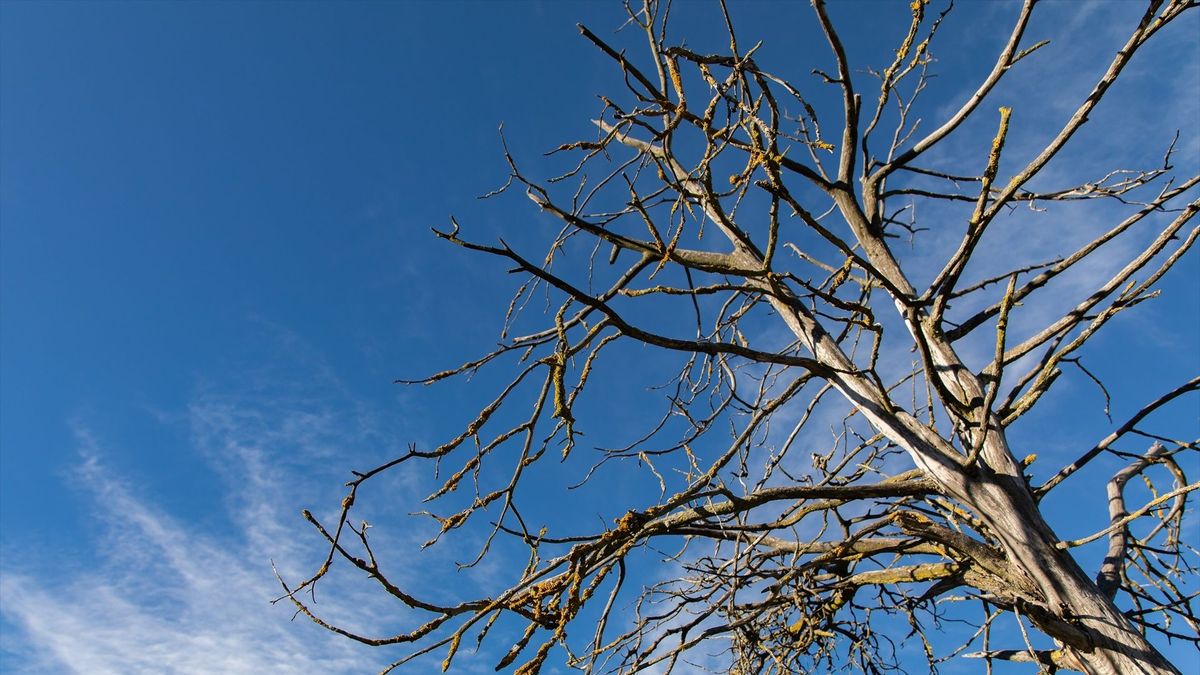 Un árbol sin hojas, a 21 de diciembre de 2023, en Cerceda, Madrid (España).