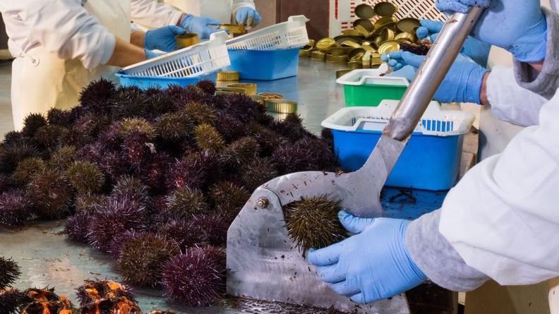 Erizos antes de ser abiertos y enlatados. FUENTE: Agromar