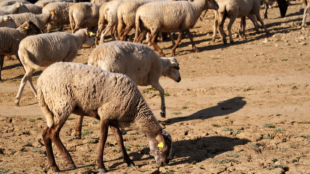 Las ovejas sufren las consecuencias de la ausencia de agua en el embalse de Guadalteba