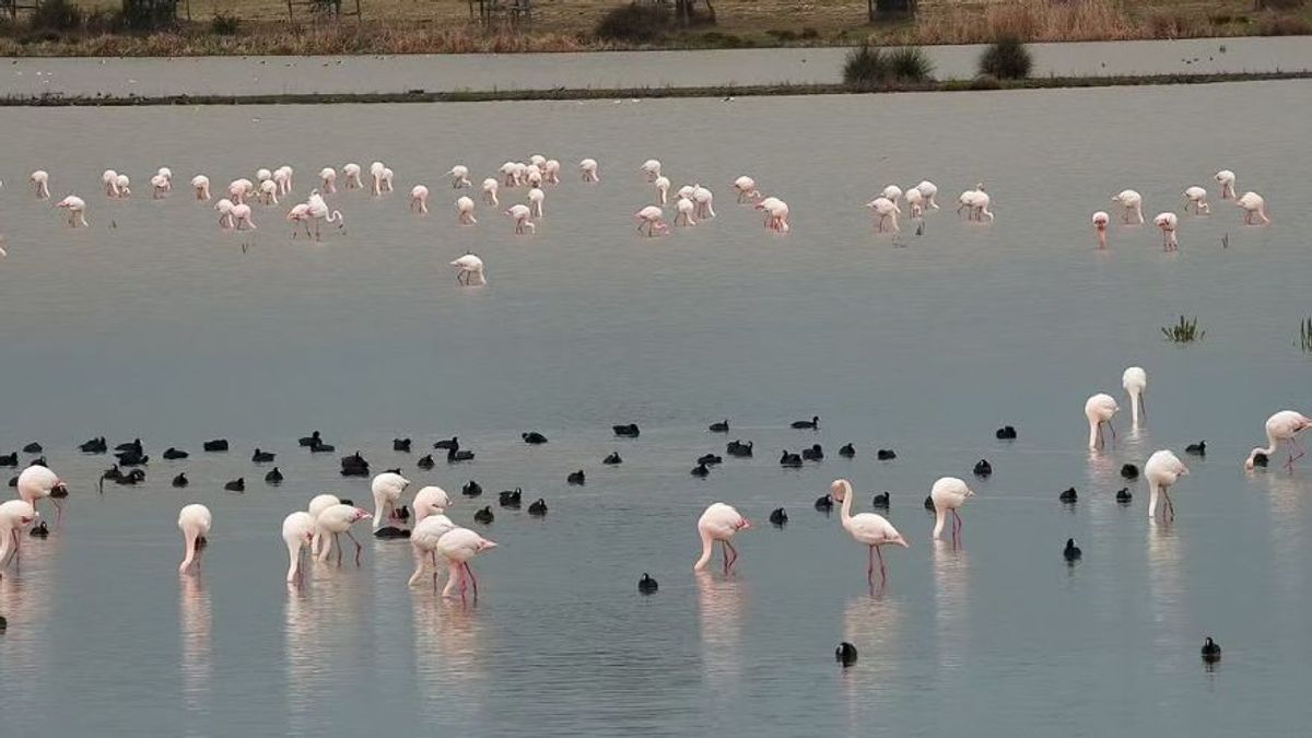 Marismas de Doñana