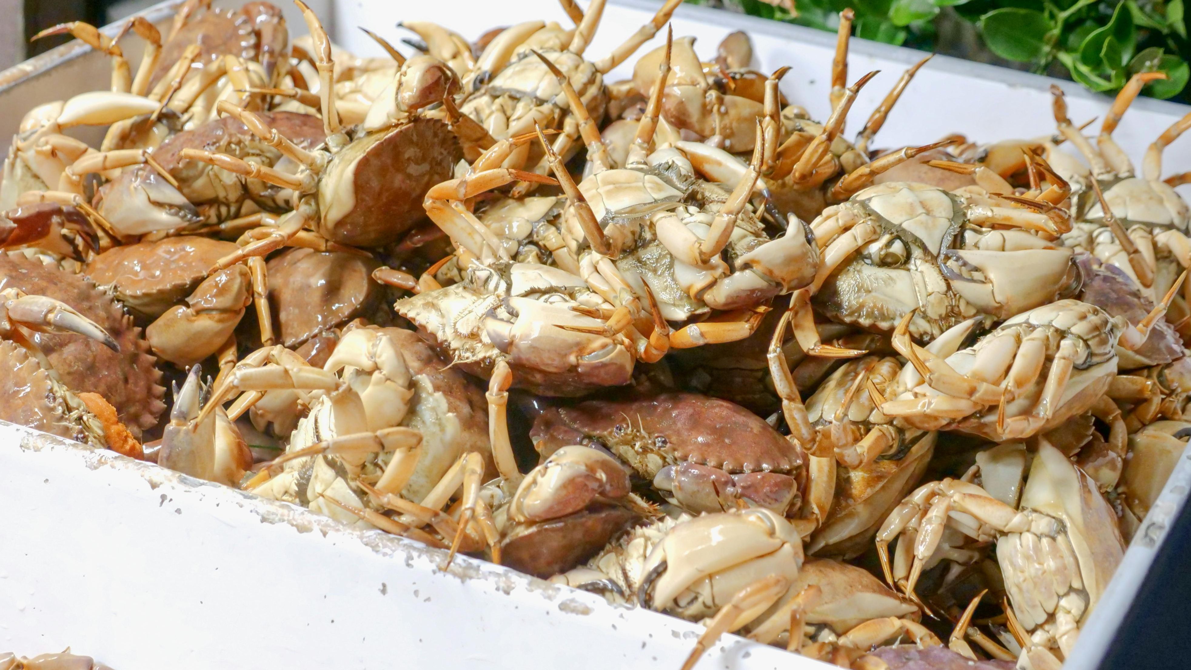 Cangrejos marisco
