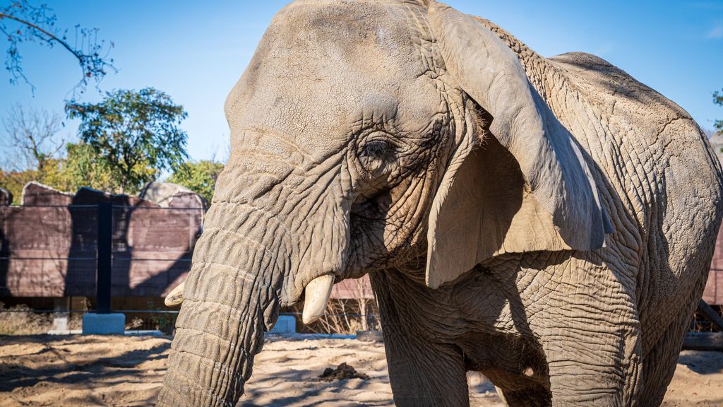 Muere la elefanta africana Yoyo, la más longeva del mundo, en Barcelona