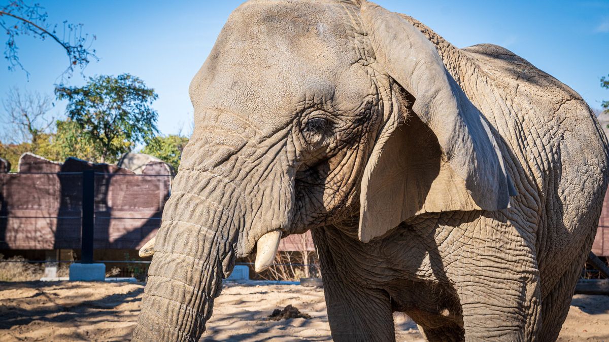 Muere la elefanta africana Yoyo, la más longeva del mundo, en Barcelona