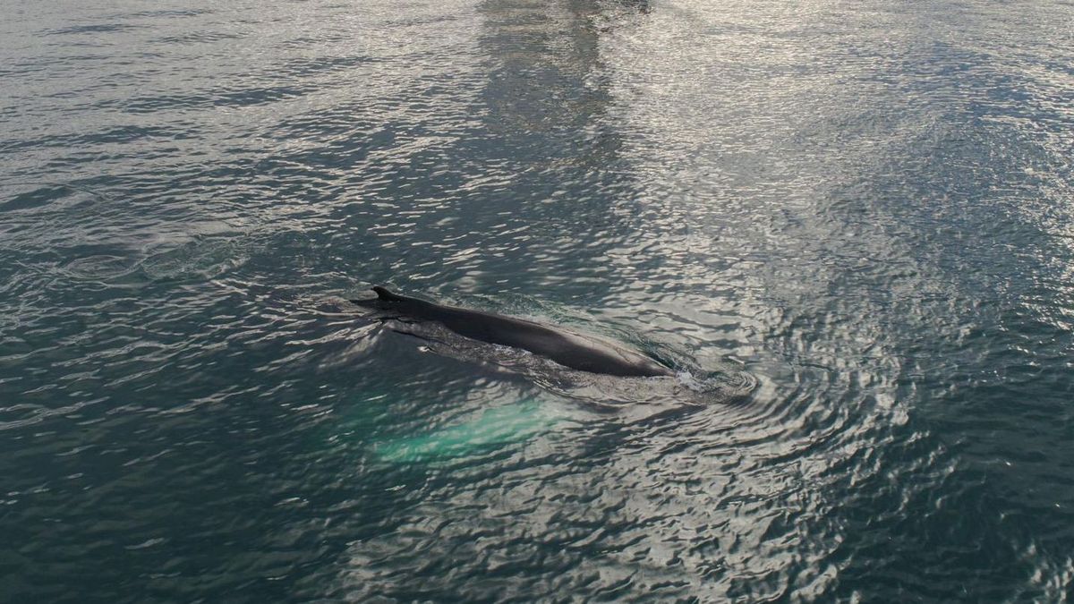 Ballena en el mar