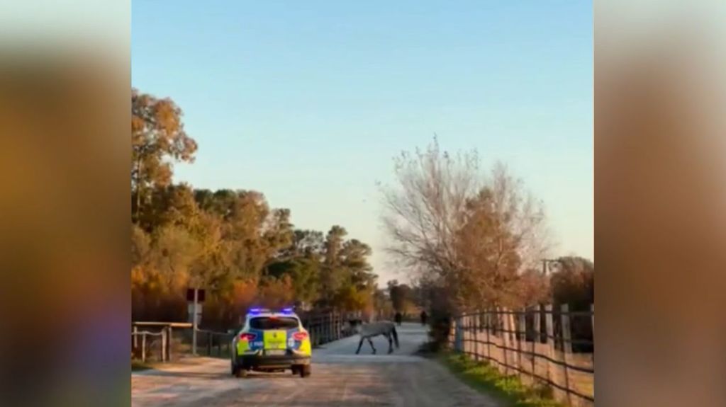 Un caballo suelto pone en peligro el tráfico en la carretera entre Almonte y Matalascañas