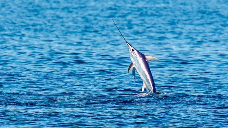 EuropaPress 3233183 pez espada