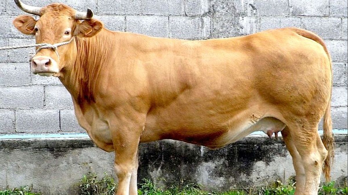 Imagen de archivo de una vaca de raza 'rubia galega', que causa la polémica en Vigo