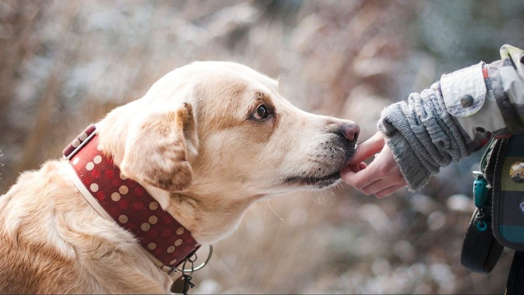 Una mujer acariciando a un perro