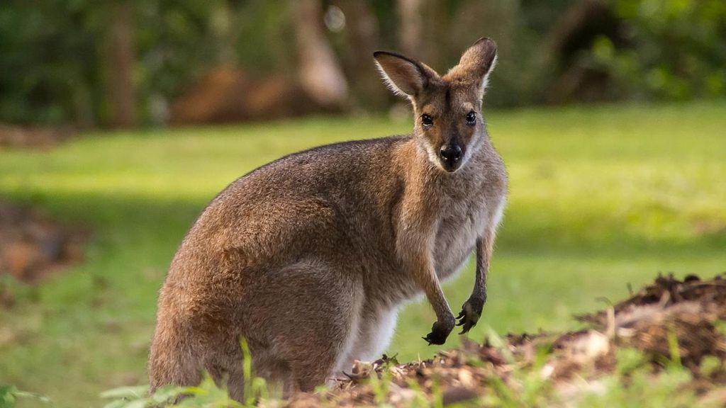 Archivo - Fósiles desenterrados en Queensland (Australia) han revelado evidencias de que un pariente de los canguros modernos ya se movía dando saltos hace 20 millones de años, antes de lo pensado