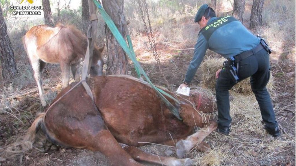 Imagen del animal que falleció tras ser abandonado