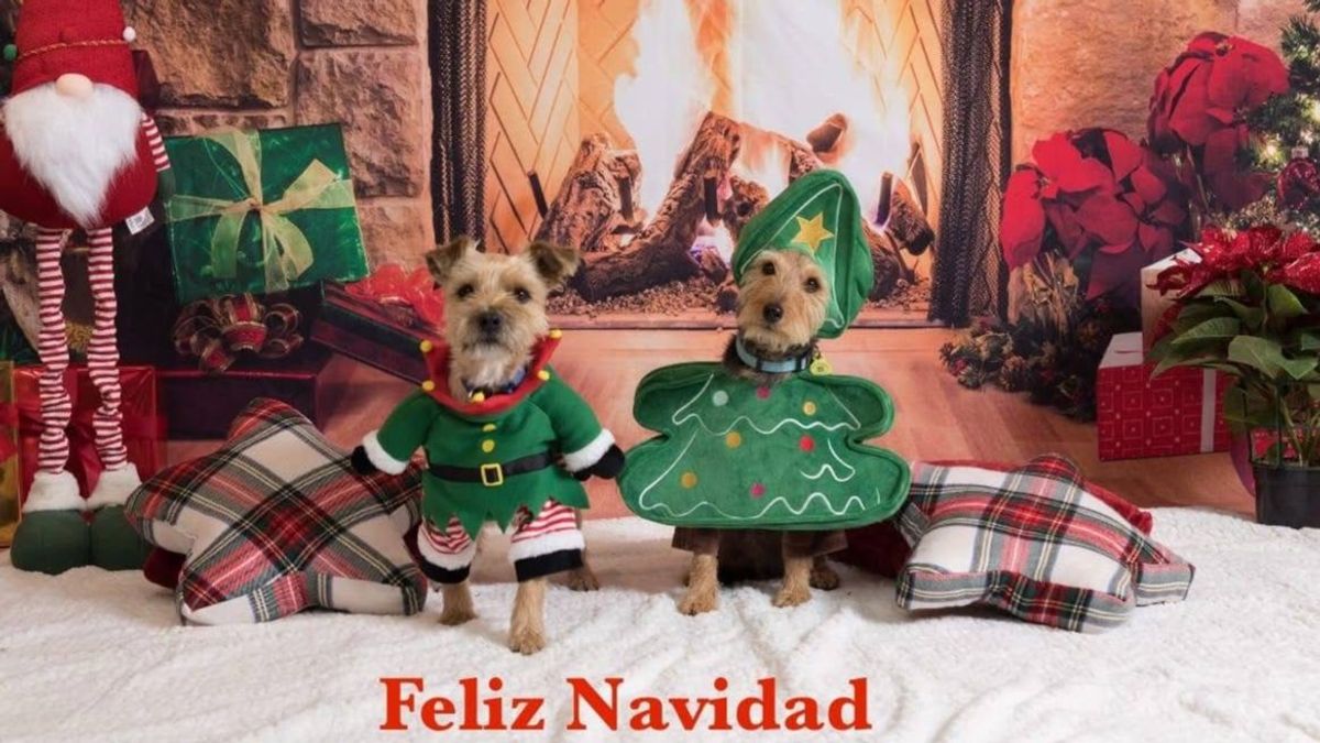 Dos perros pequeños vestidos para la Navidad