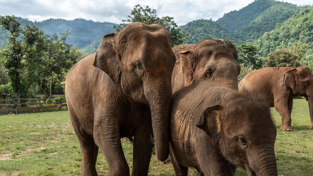 Elefantes en Tailandia