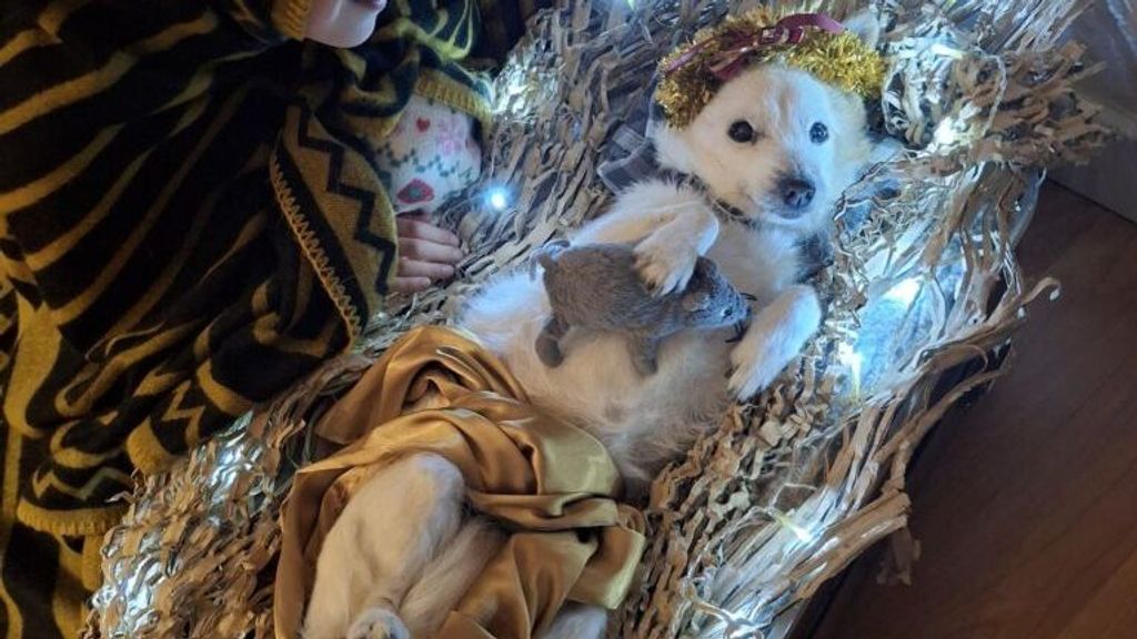 Perrita acostada en el pesebre, representando al Niño Jesús