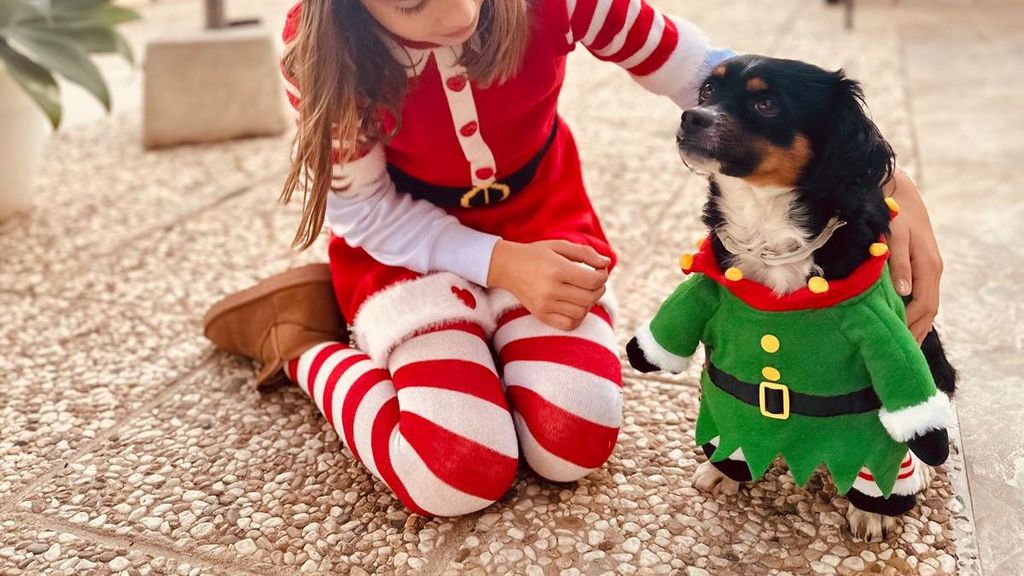 Perrito disfrazado por Navidad