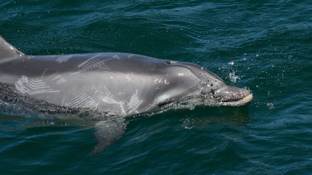 Un arroaz, una especie de delfín