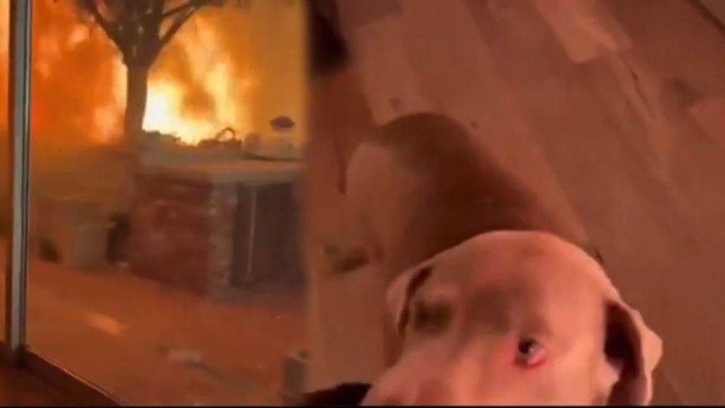 El angustioso momento en el que un hombre calma a su perro durante el incendio de Los Ángeles: "Vas a estar bien, ¿de acuerdo?"