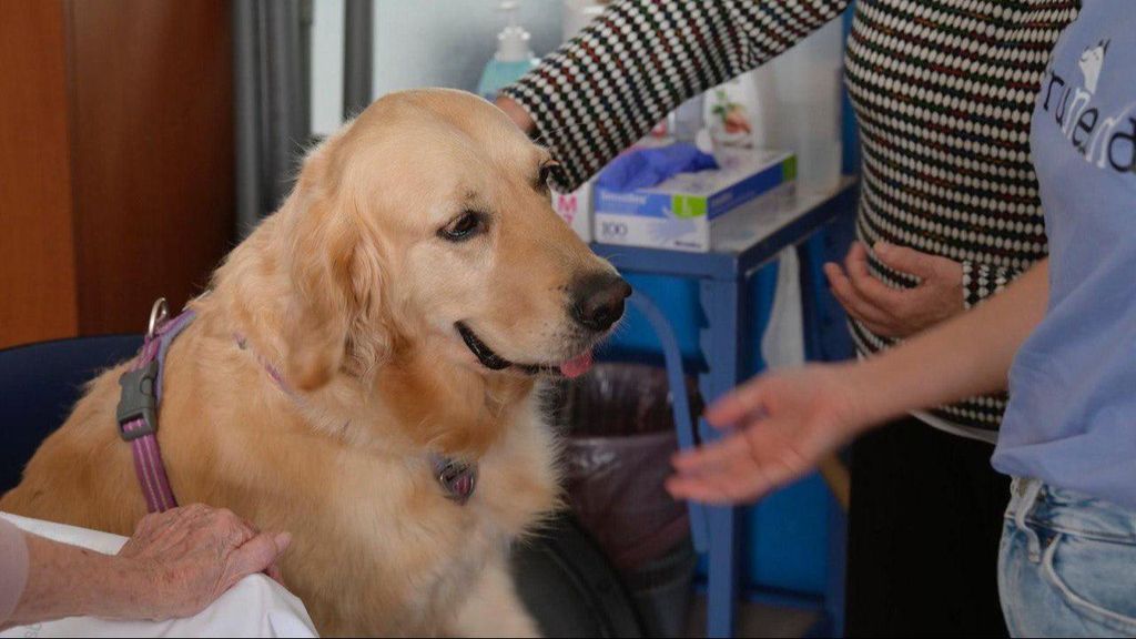 Perro participante en el programa de terapia asistida con animales