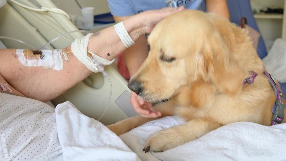 Un perro se deja acariciar por una paciete del Hospital Clínico de Málaga