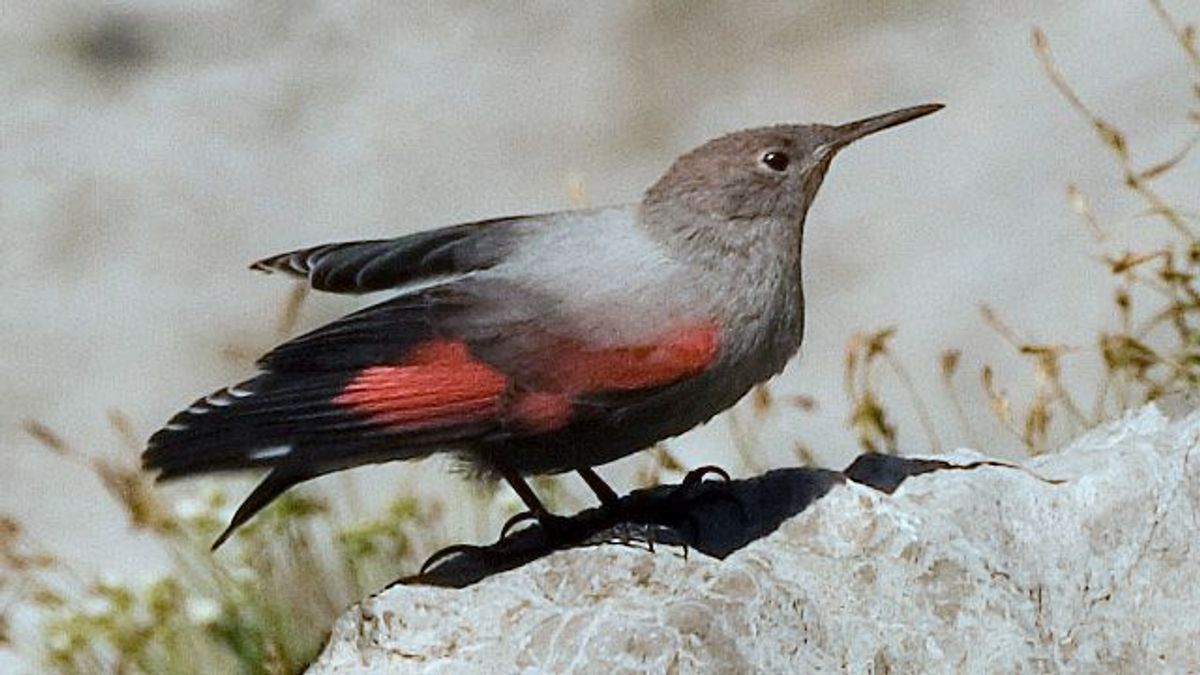 El treparriscos, una especie con una población escasa en España