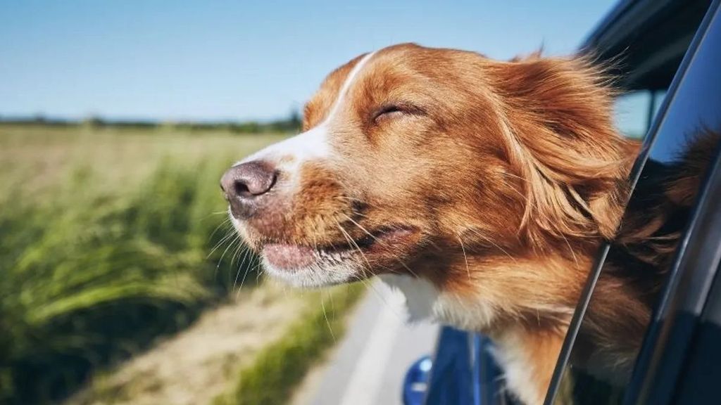 Vacaciones con tu perro